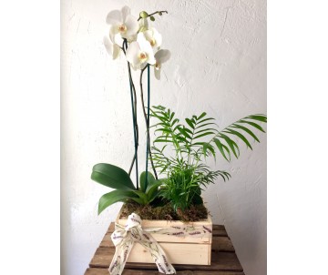 COMPOSICIÓN CON ORQUIDEA Y PLANTAS